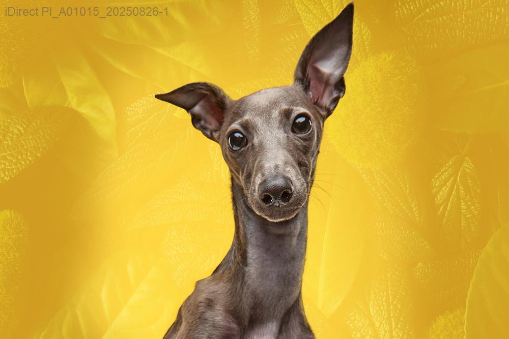 【2023完整指南】選擇最佳寵物美容店：頂級推薦與專業評比！示意圖